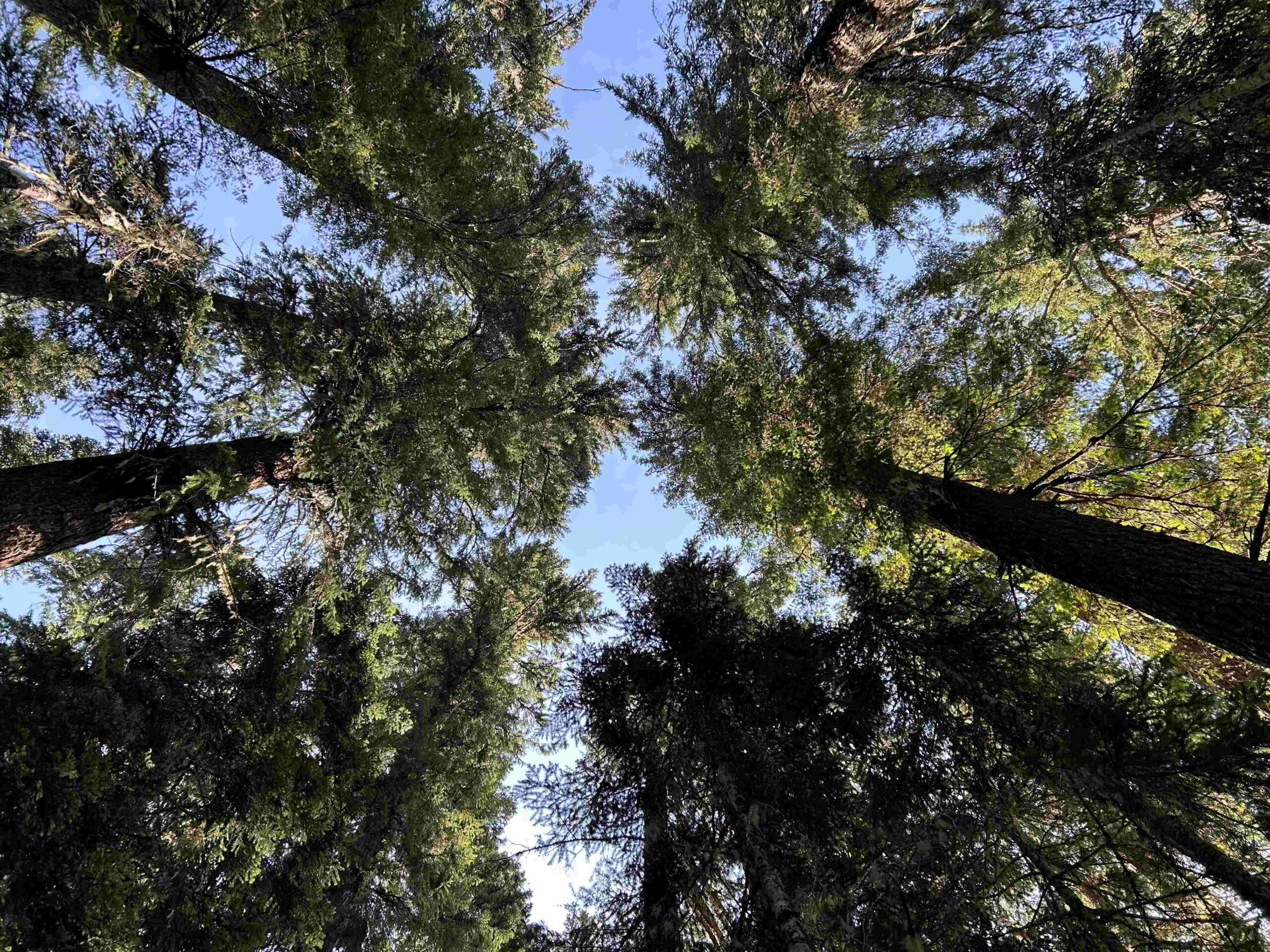 Managed forests and carbon storage