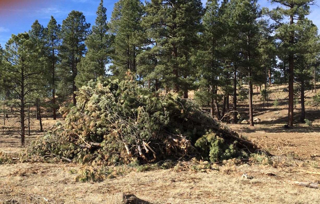 Forest restoration in the Southwest United States